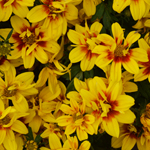 Bidens Sunbird Double Yellow Red